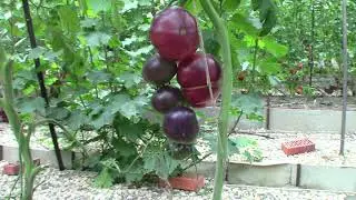 Томат Сибирский тигр (Королевский сад Ильи Королева)