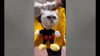 Cute Cat Compilation 🐈| Beautiful Cat| Humpty Hobbies