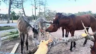 Best funniest horses of the week😳Hardworker Horses #beautiful #horses #funnyhorse #funnyanimal