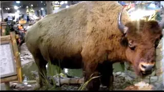 Охотничий магазин в Далласе Жизнь в 