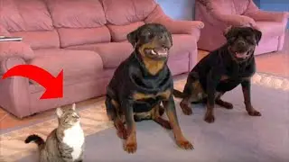 The owner teaches the dogs a new team, but look what the cat is doing at this time