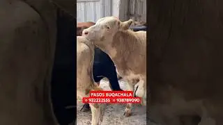 PATSOS BUQACHALA 83 TA YANGI PARTIYA ☎️932222555