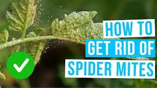 How to GET RID OF SPIDER MITES on plants