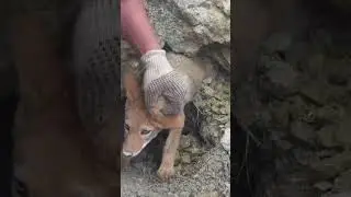 Coyote Pup Gets Rescued After Getting Trapped Underground