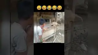 Бои без правил, а мартышка не промах вы только посмотрите какой удар #прикол #funny #смешно #animal