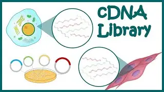 cDNA library || How cDNA library is constructed? || What are DNA libraries used for?