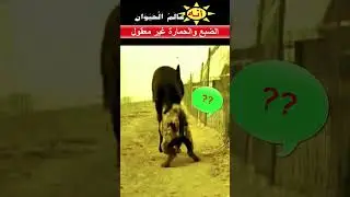 اثنان ضبع وحمارة يفعلان شئ غير  متوقع !!
