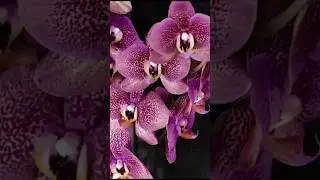 Терракотовая орхидея с неоновой губой и 3Д цветами от Мимесис Phal. Toulon #orchids #shorts #mimesis