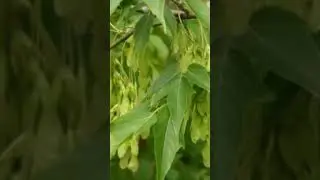 Плоды клёна ясенелистного 