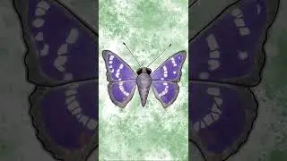 making the butterfly from music for bugs🦋