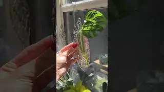 let’s make plant prop suncatchers 🌟 