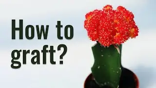 How to Graft Cacti Like a Pro | The most simple and effective method!