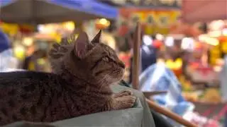 Streeet Cats /Sokak Kedileri  / Уличные кошки    :)