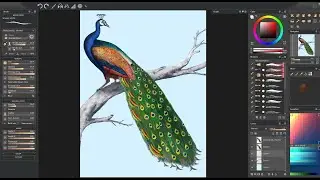 Nature Painting Beautiful Peacock Drawing In Paintstorm Studio(Beautiful Nature)