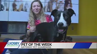 Pet of the Week: Spooky the Dog