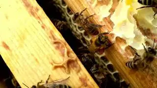 Откачка мёда. Как и когда качать мёд!?