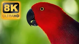 THE LIFE OF BIRDS 8K • Nature Relaxation Film • 8D AUDIO