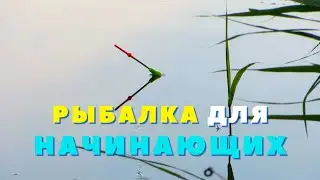 ЛОВЛЯ На УДОЧКУ! Рыбалка на УДОЧКУ Для Начинающих!