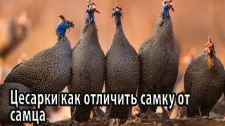 Цесарки как отличить самку от самца