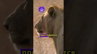 отец терпит своих львят в прайде 