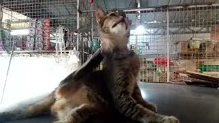 Beautiful cat bathing 😊
