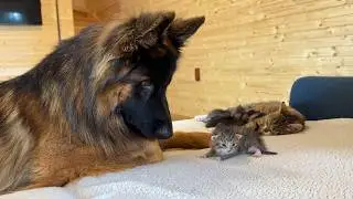 My 3 Dogs Meet Tiny Kittens for the First Time!