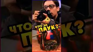 Какой ПАУК кусает Питера Паркера? #spiderman #человекпаук #интересно #кино #фильмы #ностальгия