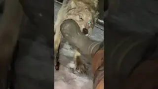ВОЛЧИЦА РАЗДРОБИЛА НОГУ 😱Нападение ВОЛКА на человека‼️ 