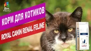 Корм для котиков Royal Canin Renal Feline | Обзор корма для котиков Royal Canin Renal Feline