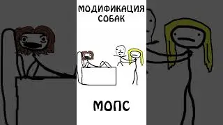 Модификация собак - МОПС  #мопс #собака #шортс #сэмонелла #авызналиэто #иф