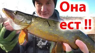 Рыбалка на щуку и окуня в декабре