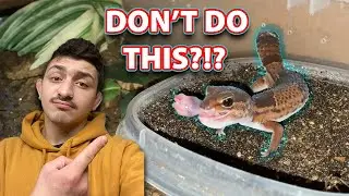 Feeding Rodents to Lizards?!