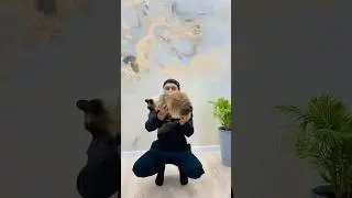 Дочь квадроберша / Мне не страшен налог на бездетность😂🤣 