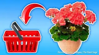 ПЕРЕД ПОКУПКОЙ ГЕРАНИ УЗНАЙТЕ ЭТО! Как выбрать здоровое растение и избежать ошибок