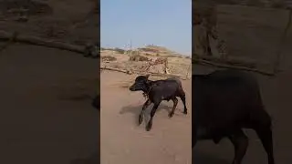 This Calf acts like a Dog 