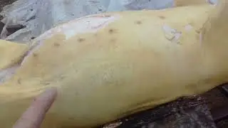 Забой кабанчика дюрок-пьетрен, какой вес и есть ли сало? ЛАЙФХАК!