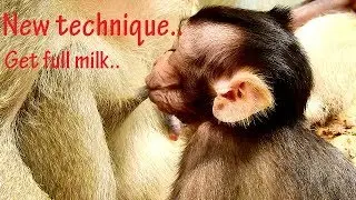So pity & sad | Look so hungry poor Toni try & try for milk| Good Mom Tara give best groom to Toni