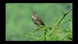 Song Sparrow Calls