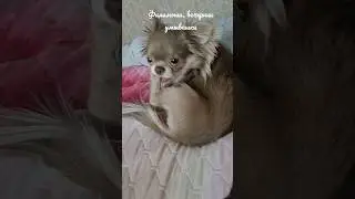 Филимоша,  вечерние умывашки