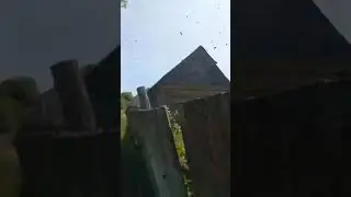 Роение диких пчёл