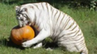 BIG CAT HALLOWEEN!