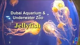 Dubai Aquarium & Underwater Zoo - Jelly Fish [2016]