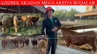 AZIZBEK AKADAN MEGA AKSIYA BOSHLANDI BUQALARGA TEKIN QIVORDI BUQALARNI JUDA ARZON NARXDA BUQALAR