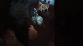 Мои животные в деревне!🐵🐔🐶🐷