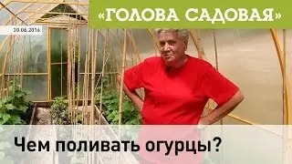 Голова садовая - Чем поливать огурцы? Наш Telegram: 
