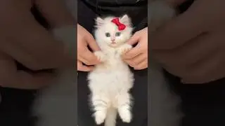 На это можно смотреть ВЕЧНО!! 😂 Смешные Кошки и Собаки! 😂😂😂 