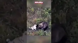 🐶🤝🐻 Потерявшаяся Хаски нашлась в компании медведей 