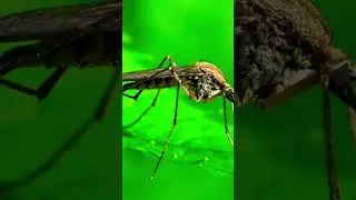 КОМАРЫ #интересно #интересныефакты #факты #shorts
