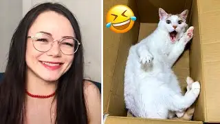 Funny Cats And Dogs videos 2022  - Funniest Animals 😅