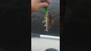 Чем больше приманка, тем меньше рыба #fishing #рыбалка